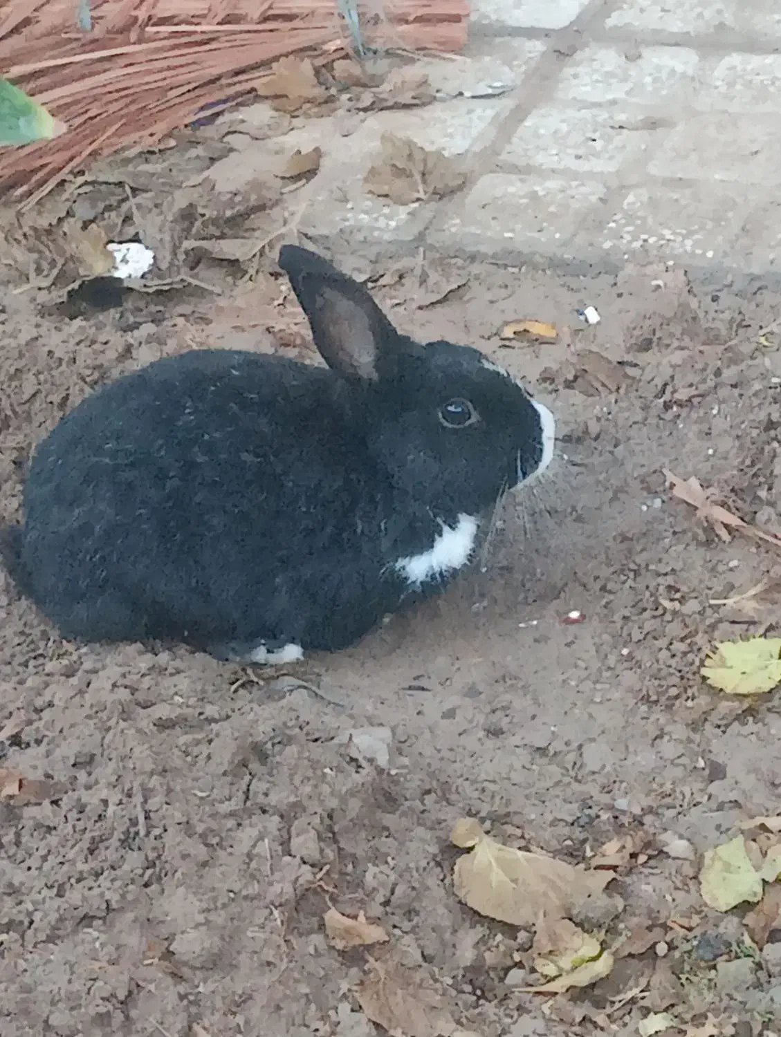 خرگوش|موش و خرگوش|اردکان, |دیوار