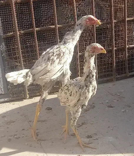 مرغ و خروس لاری|حیوانات مزرعه|قرچک, مهدیه|دیوار