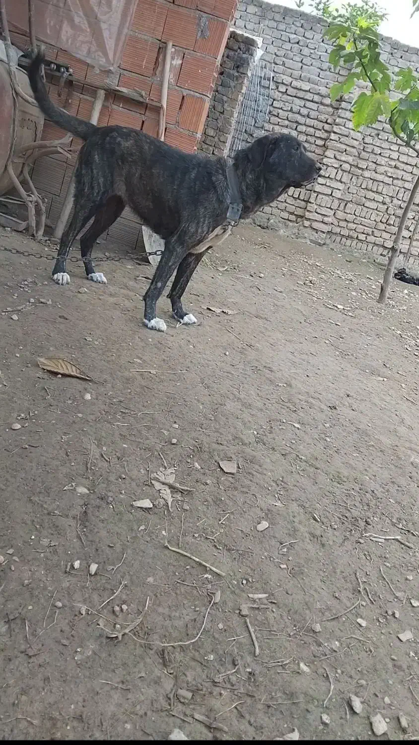 واگذاری سگ پژدرماده|سگ|گرگان, |دیوار