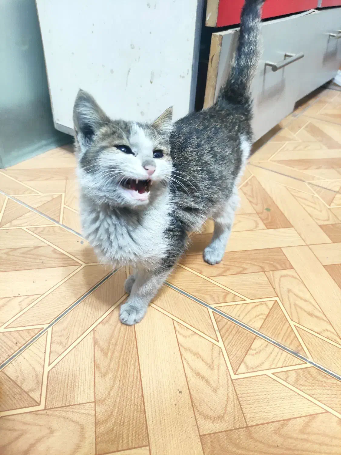 گربه|گربه|تبریز, |دیوار