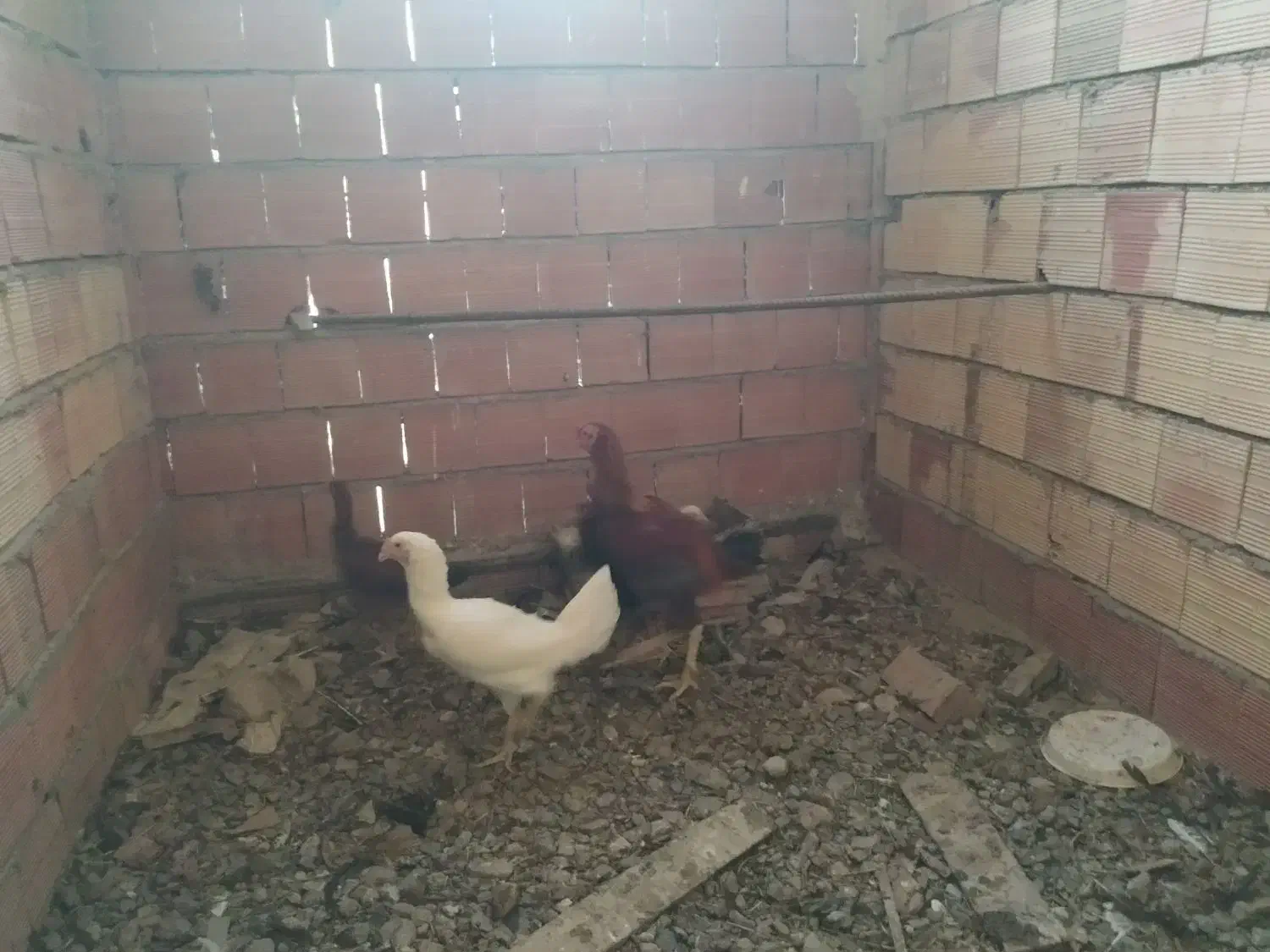 مرغ و خروس بوقلمون وقو غاز|حیوانات مزرعه|شبستر, |دیوار