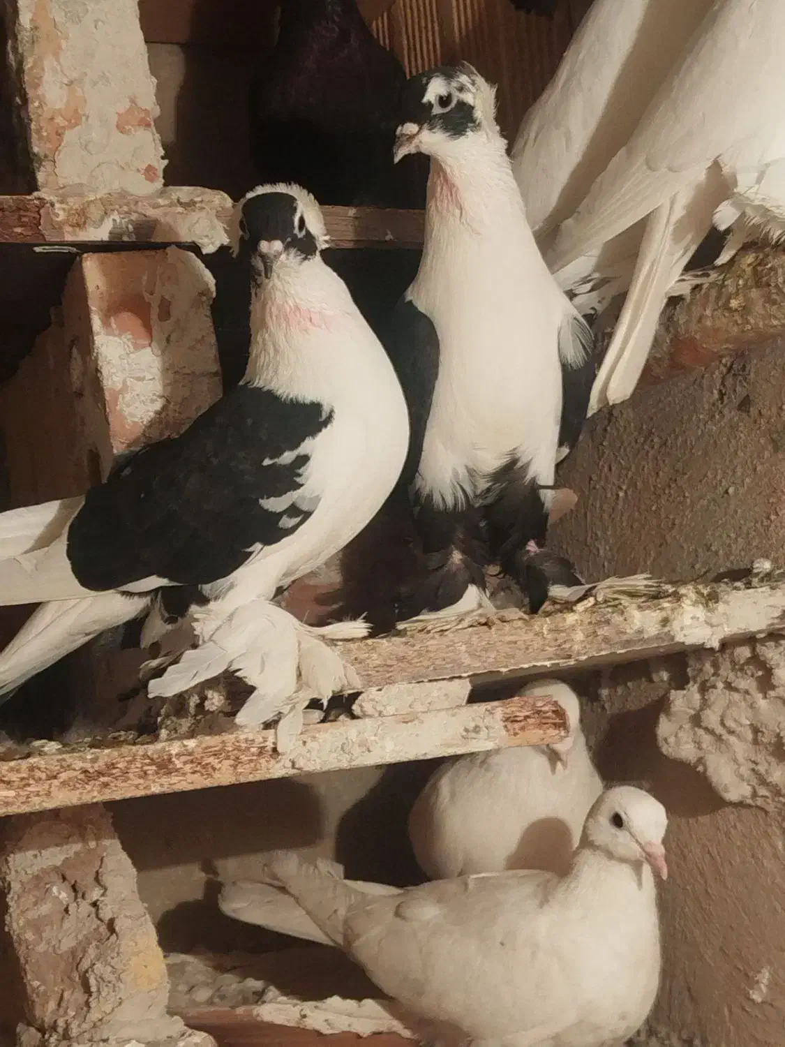 کبوتر|پرنده|تبریز, |دیوار