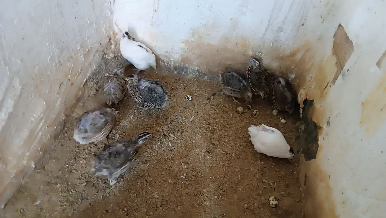 بلدرچین بالغ|حیوانات مزرعه|مشهد, عامل|دیوار