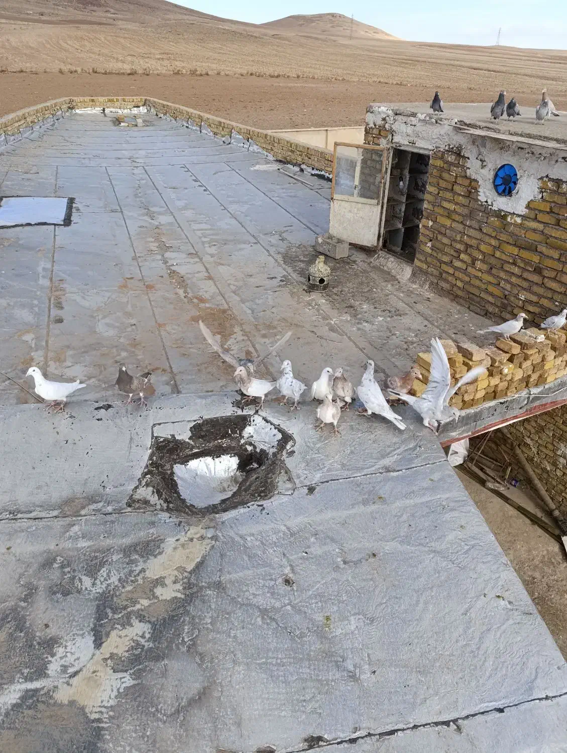 کبوتر زرد هفرنگ|پرنده|ضیاء آباد, |دیوار