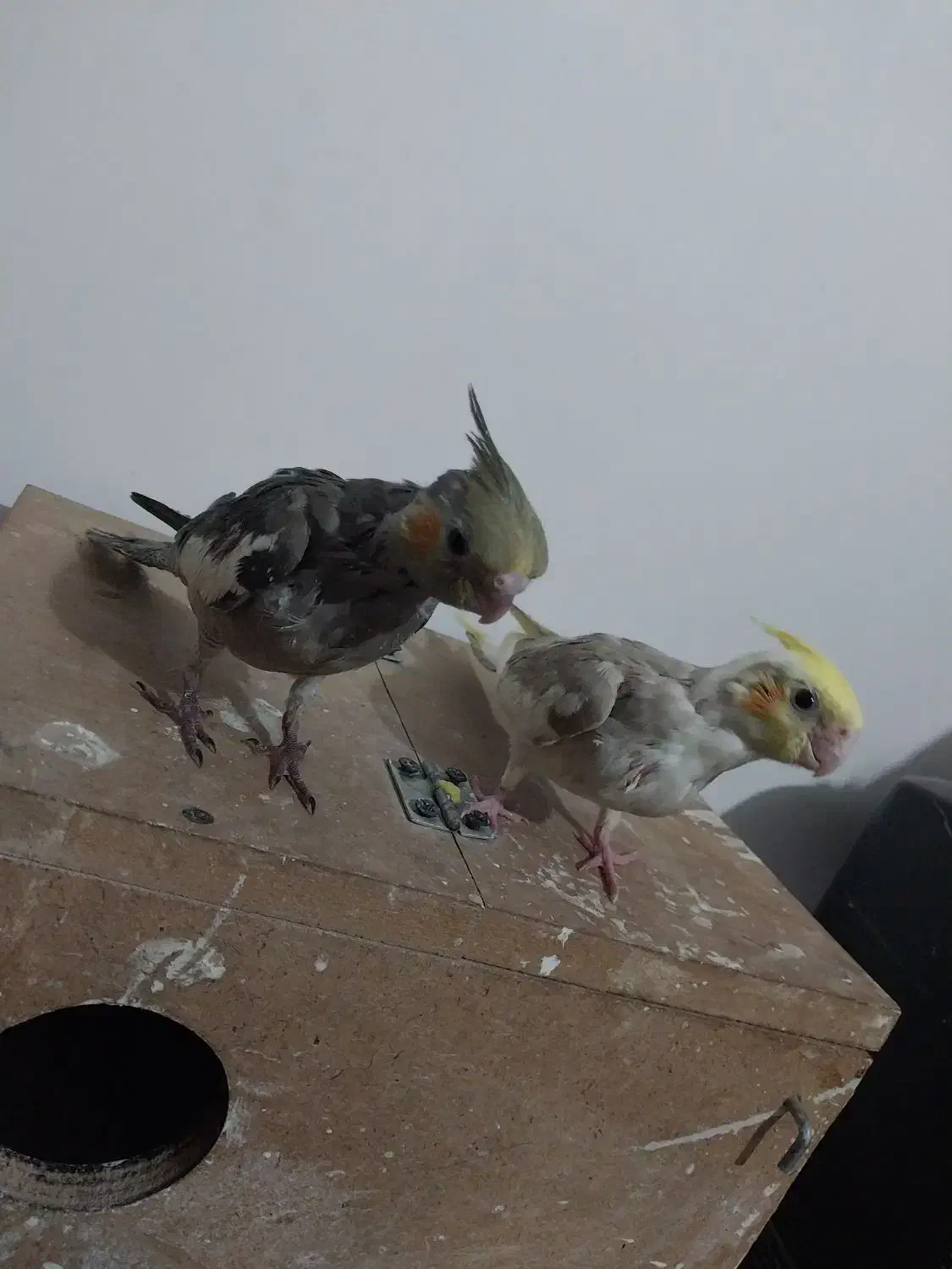 پرنده|پرنده|زابل, |دیوار