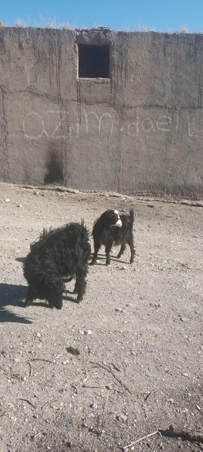 بز ننه بالاجوان ودوعدد بزغاله|حیوانات مزرعه|اردبیل, |دیوار