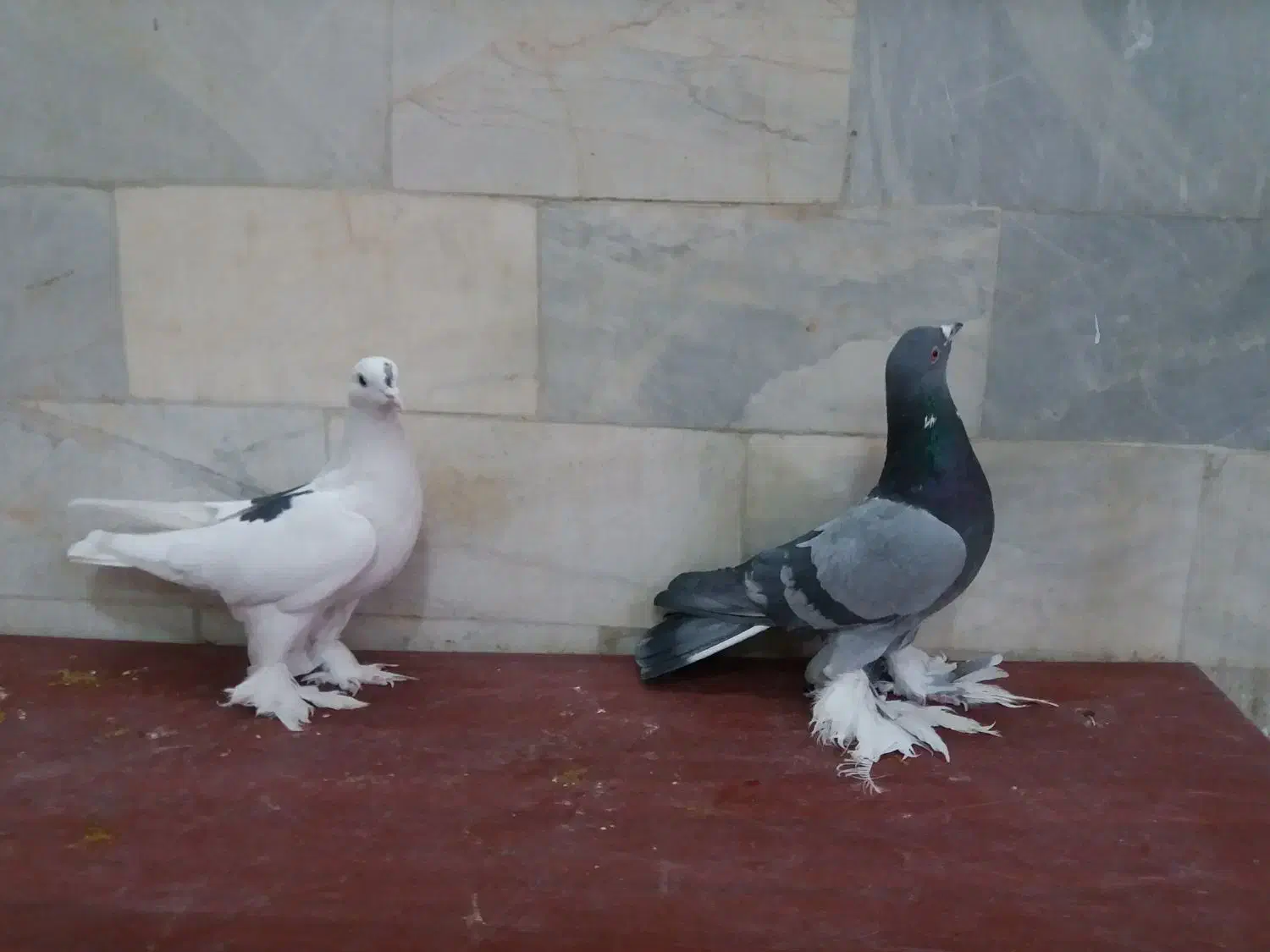 یاهو زیبا|پرنده|بهار, |دیوار