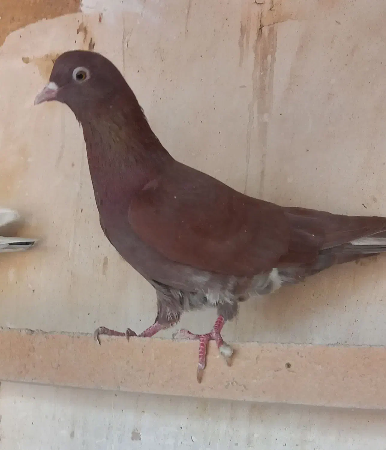 کفتر سرخ  پرشی|پرنده|قم, محمد آباد|دیوار