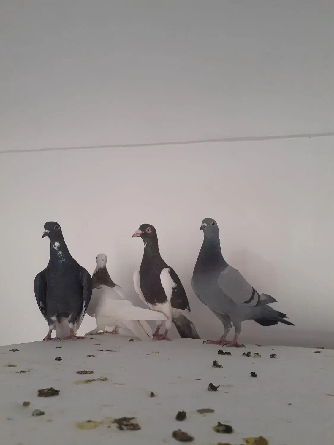 کفتر شکار|پرنده|راور, |دیوار