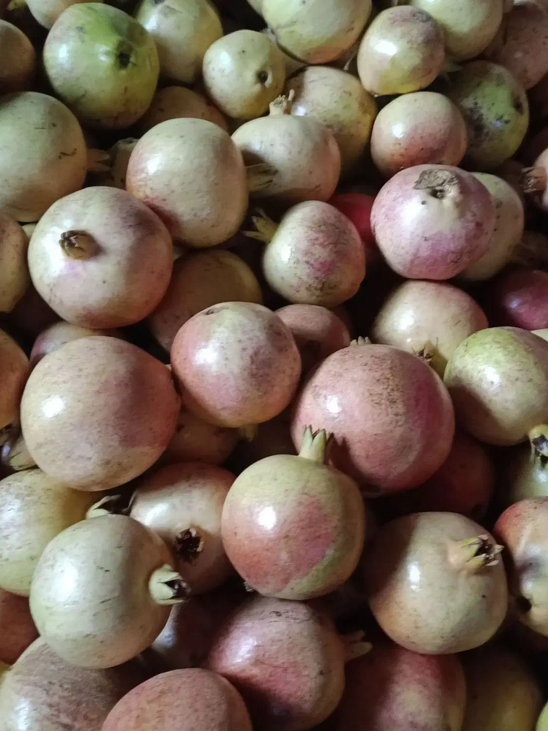 انار قره داغ|خوردنی و آشامیدنی|منجوان, |دیوار