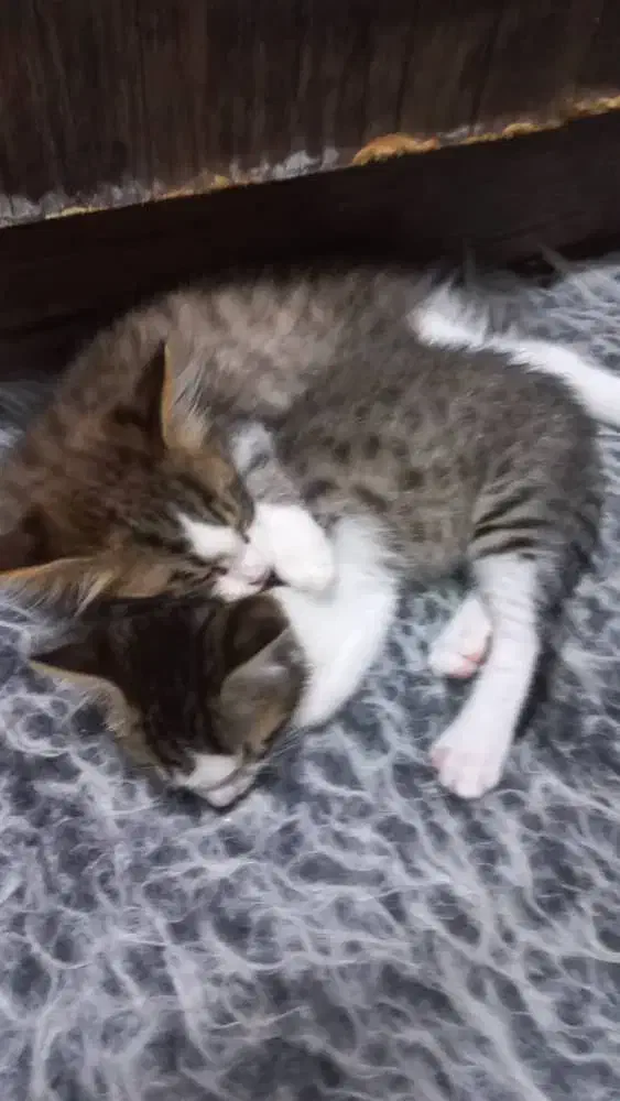 واگذاری دو بچه گربه حدودا سه ماهه|گربه|نوشهر, |دیوار