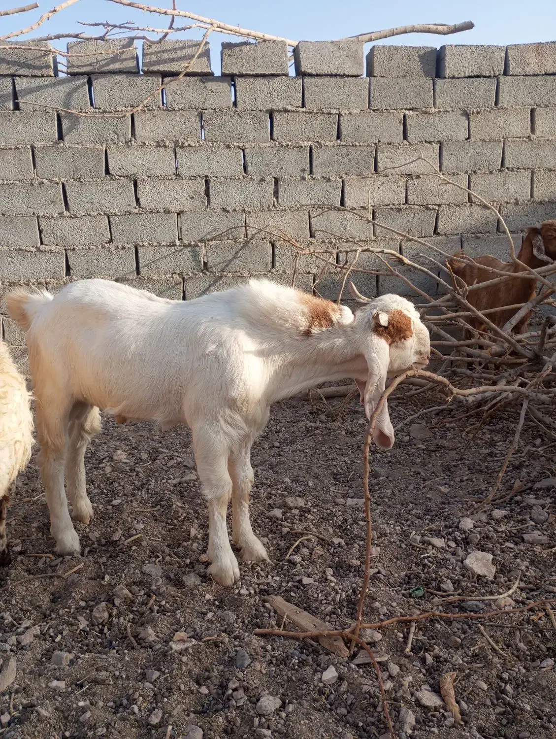 بزغاله نر گلابی|حیوانات مزرعه|خواف, |دیوار