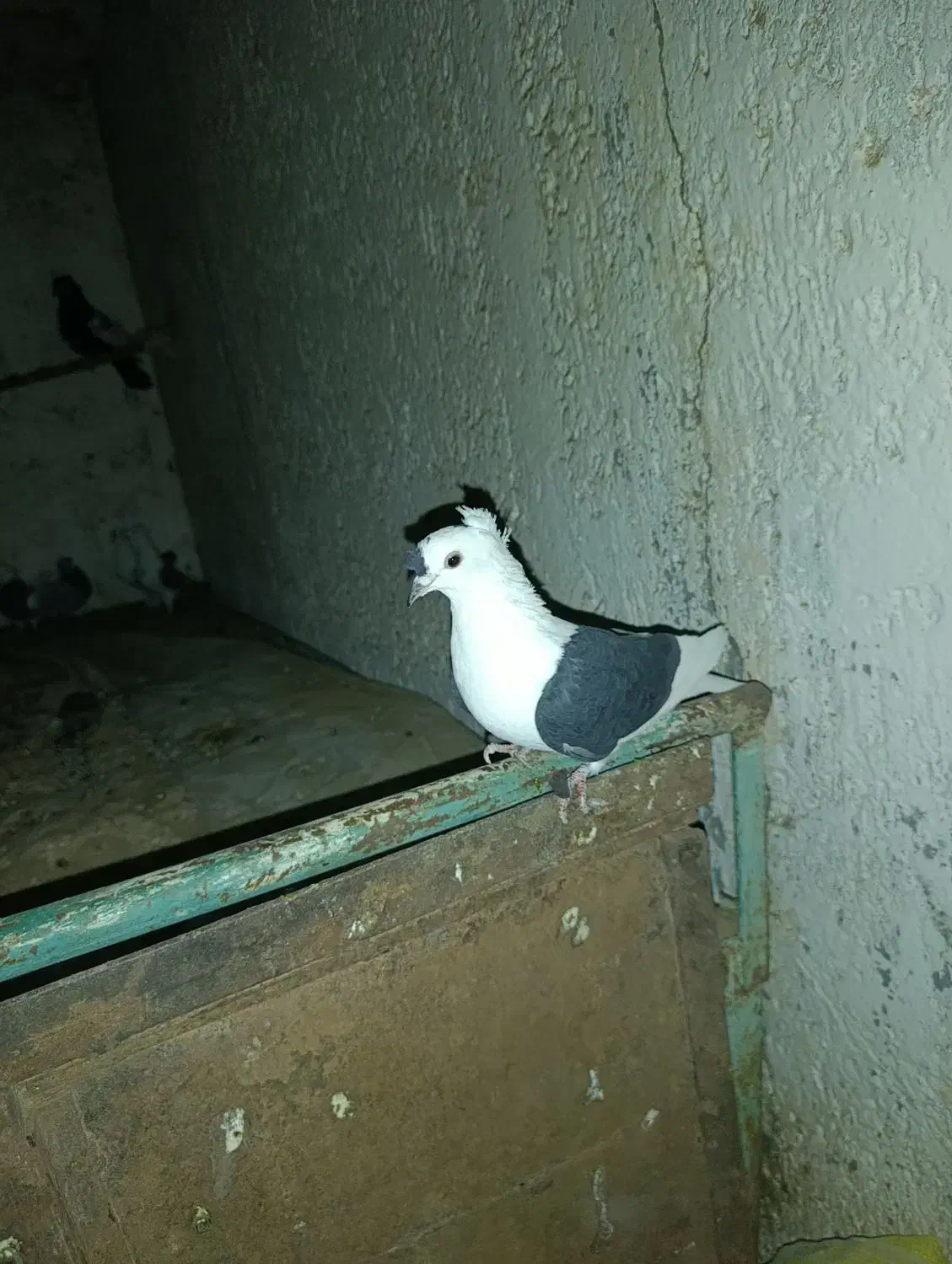 کبوتر پشتی کاکل شاخی دمسفید|پرنده|بردسکن, |دیوار