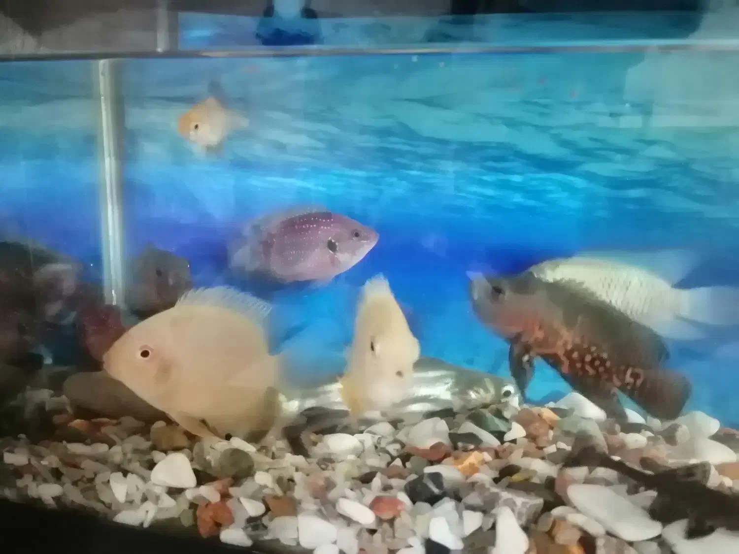 آکواریوم فقط معاوضه با  آکواریوم بزرکتر از خودش|ماهی|خرم‌آباد, |دیوار