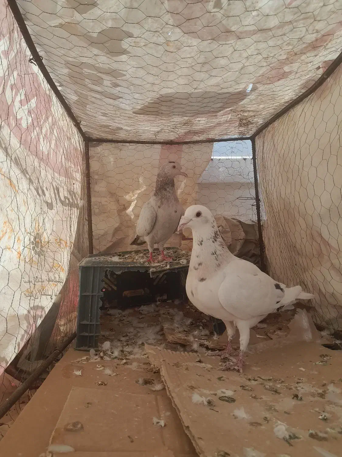 کفتر هفترنگ|پرنده|اقبالیه, |دیوار