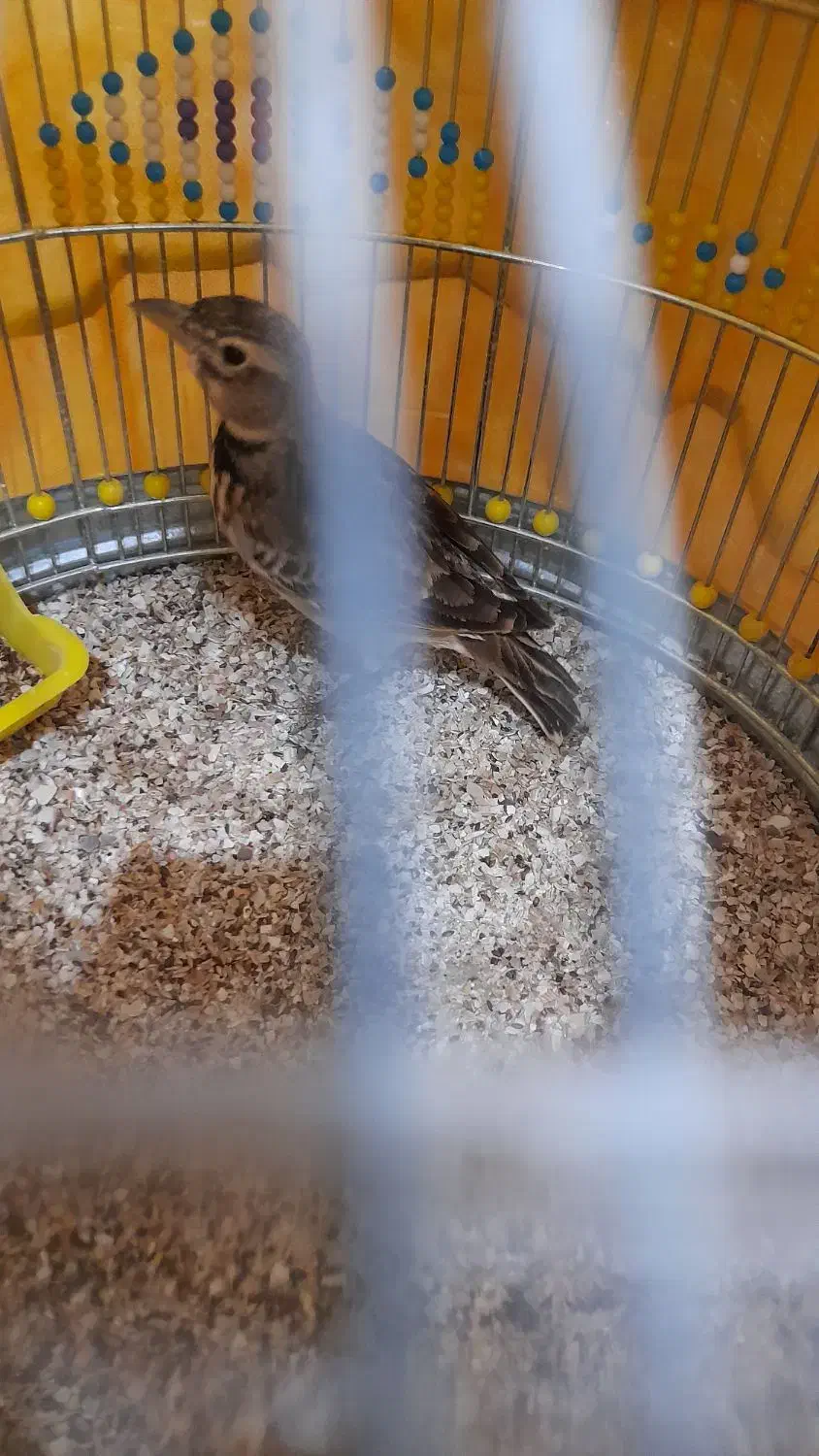 دوتا سهره خاکی نر  ریز خوان پا سفید جوجه قفس|پرنده|اردبیل, |دیوار