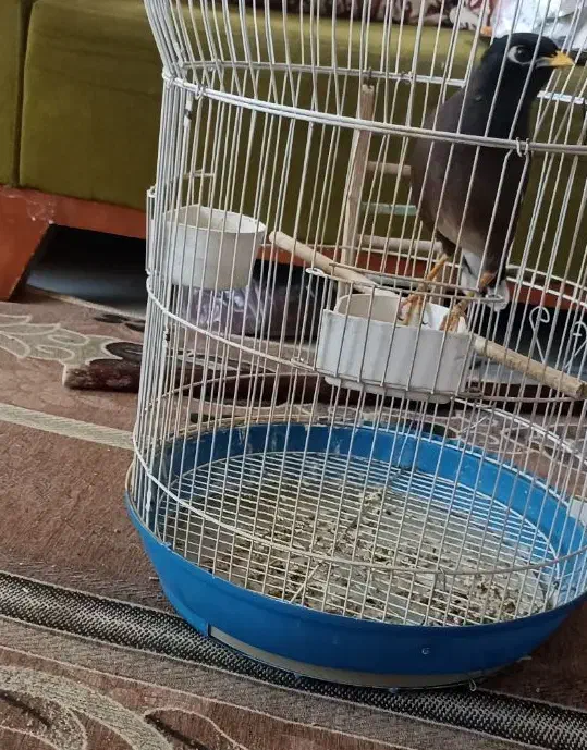 مرغ مینا همراه با قفس|پرنده|شیراز, کوشک میدان|دیوار