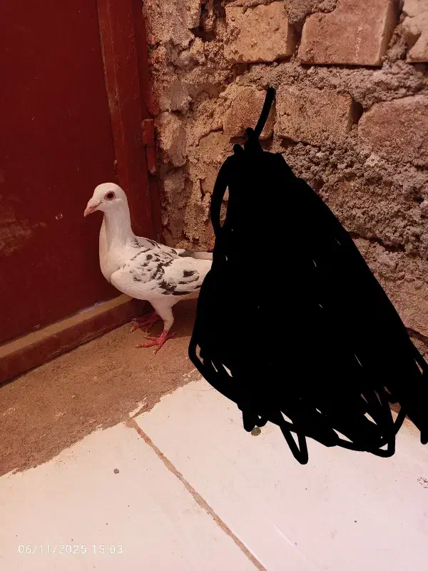 ماده کفتر|پرنده|بیرجند, |دیوار