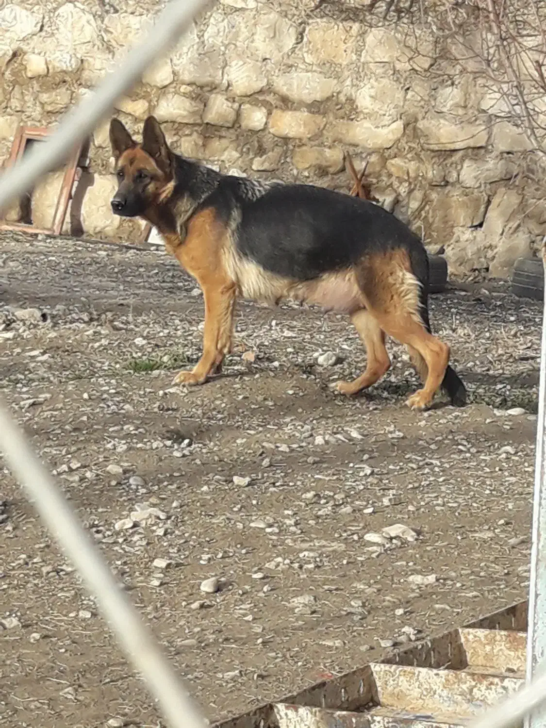 توله ژرمن|سگ|خرم‌آباد, |دیوار