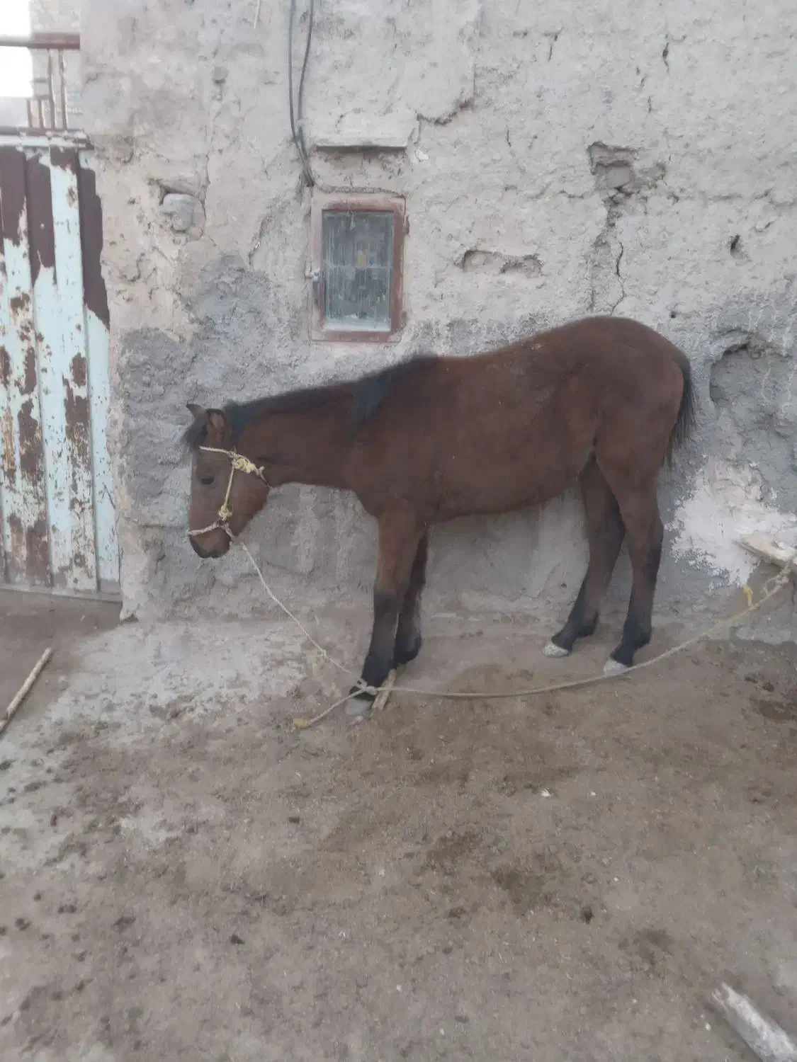 اسب چهار ماهه ماده|اسب و تجهیزات اسبسواری|مشهد, خاتم الانبیا|دیوار