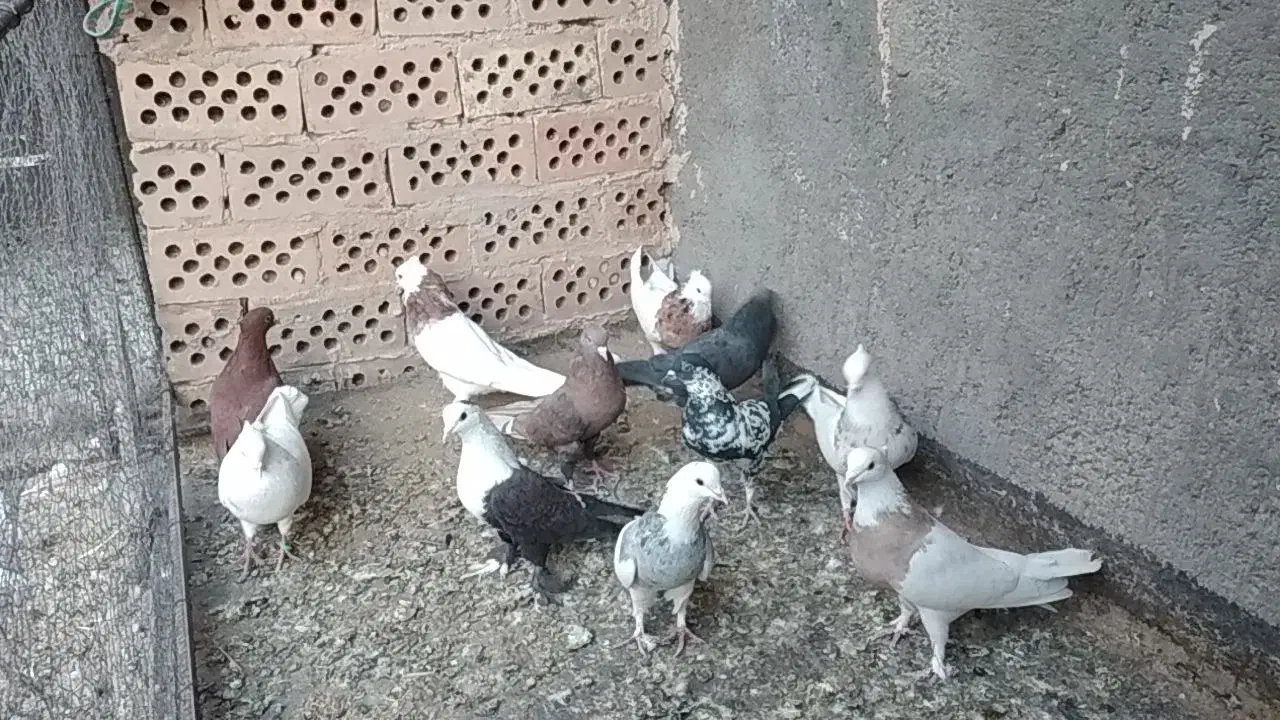 رنگه|پرنده|فردوس (خراسان), |دیوار