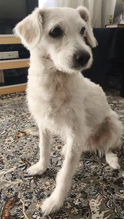 سگ ماده|سگ|اصفهان, ملک‌شهر|دیوار