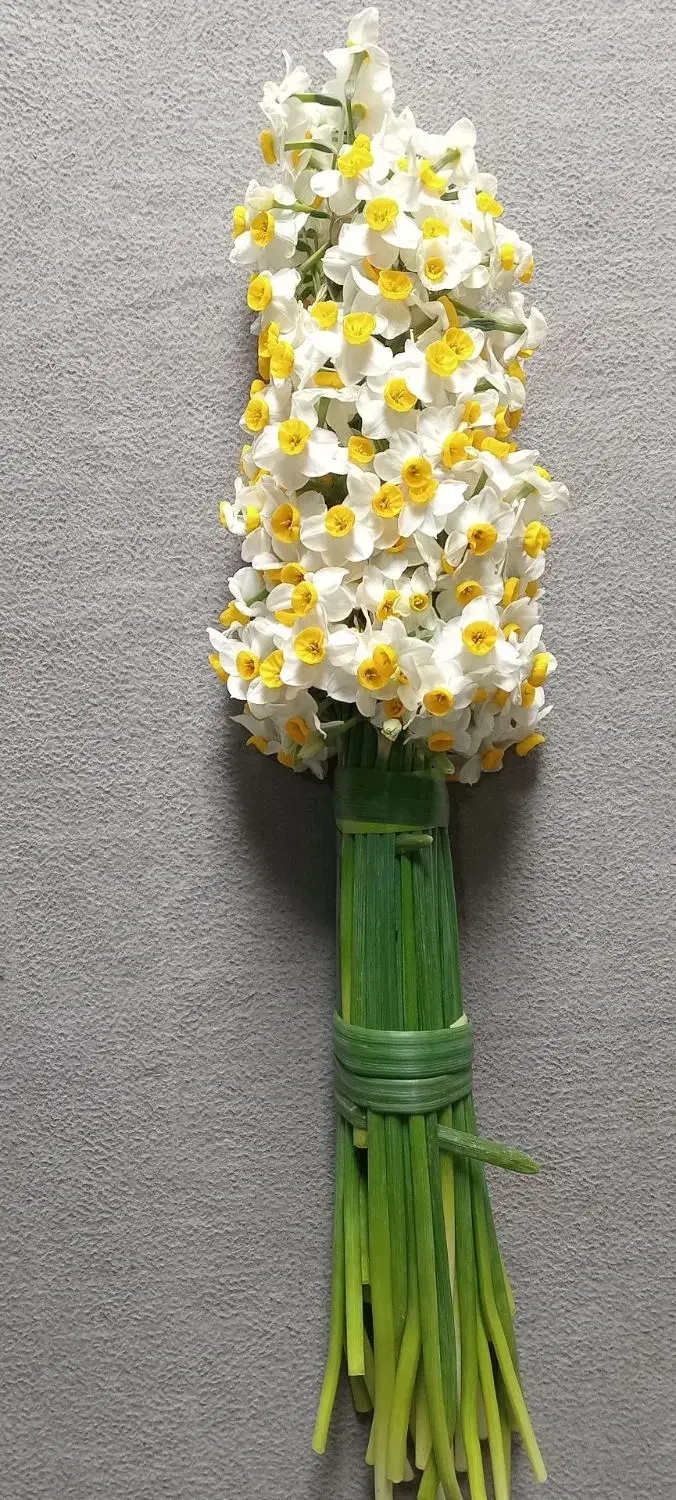 گل نرگس|گل و گیاه طبیعی|آبدانان, |دیوار