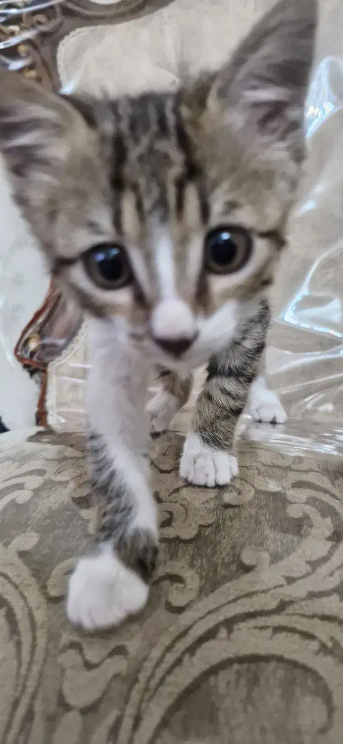 واگذاری گربه|گربه|قدس, شهر‌قدس|دیوار