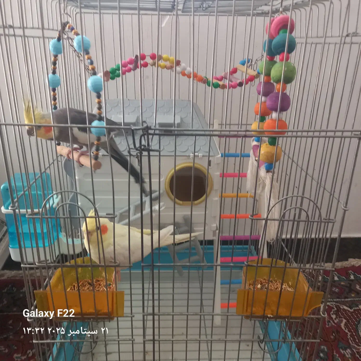 فروش یه جفت مرغ عشق|پرنده|نهاوند, |دیوار