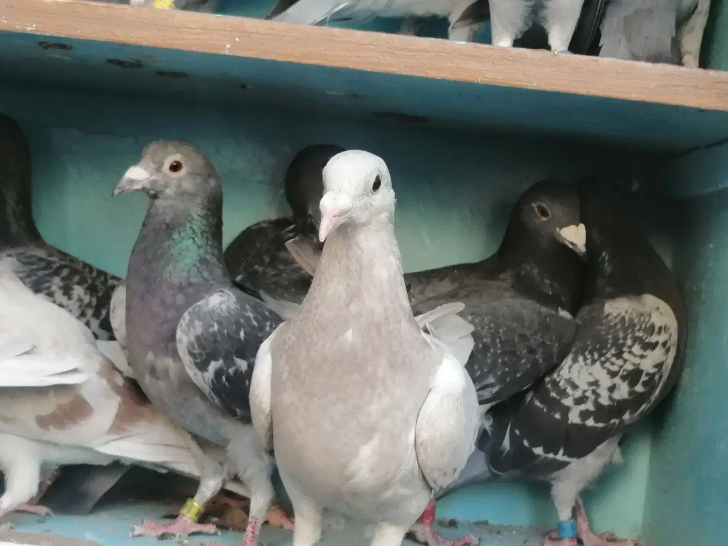 مسافتی|پرنده|مشگین شهر, |دیوار