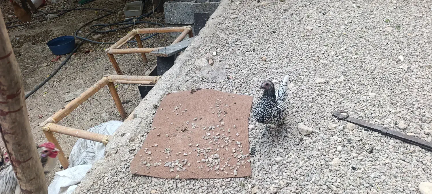 مرغ و خروس زینتی|پرنده|کوهمره, |دیوار