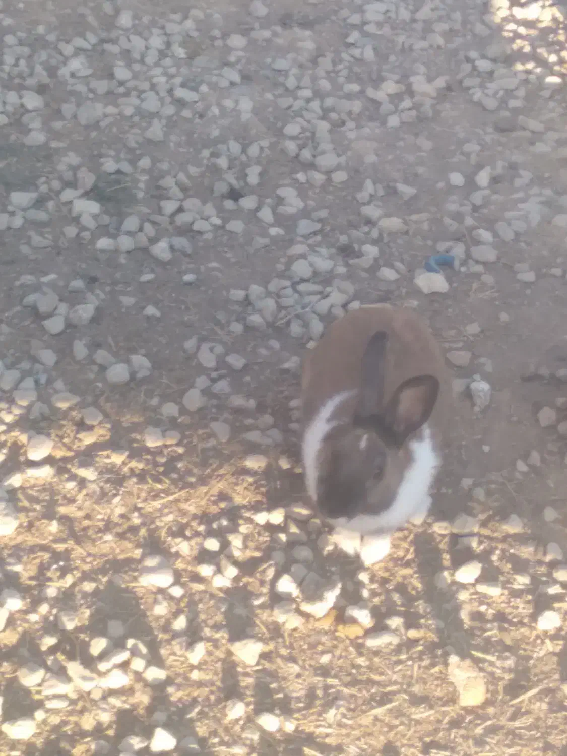 خرگوش|موش و خرگوش|یاسوج, |دیوار