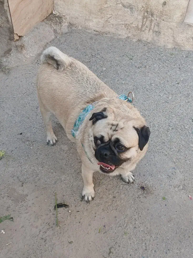 سگ پاگ|سگ|ورامین, خیر آباد|دیوار