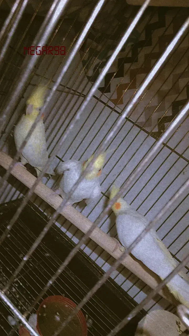 عروس هلندی مولد با یک جوجه|پرنده|ایلام, |دیوار