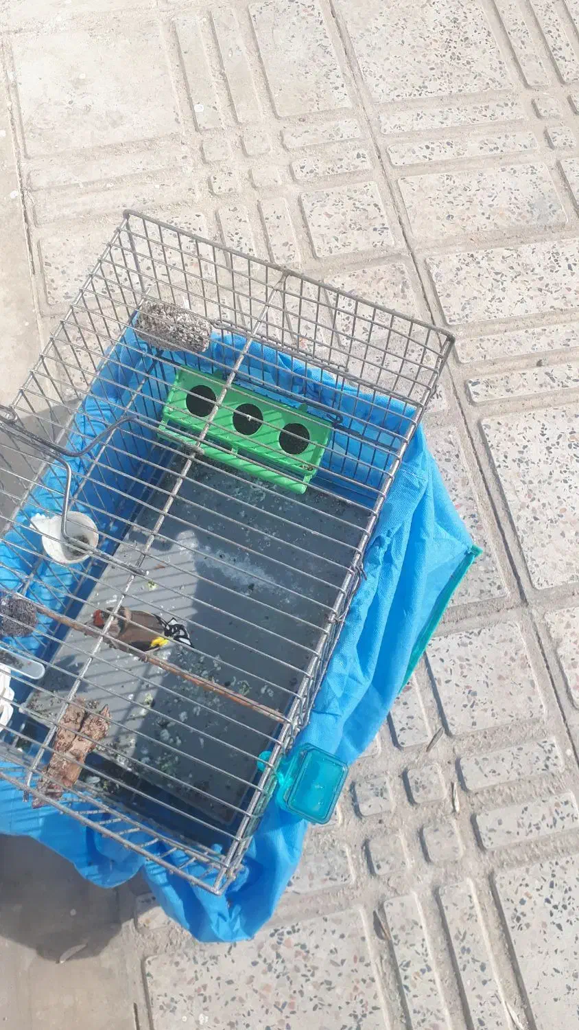 سهره نر|پرنده|هرسین, |دیوار