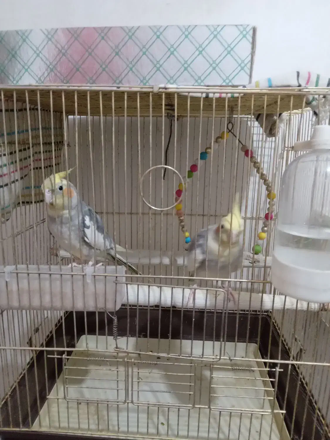 تعدادی عروس هلندی|پرنده|فردیس, سرحد آباد|دیوار