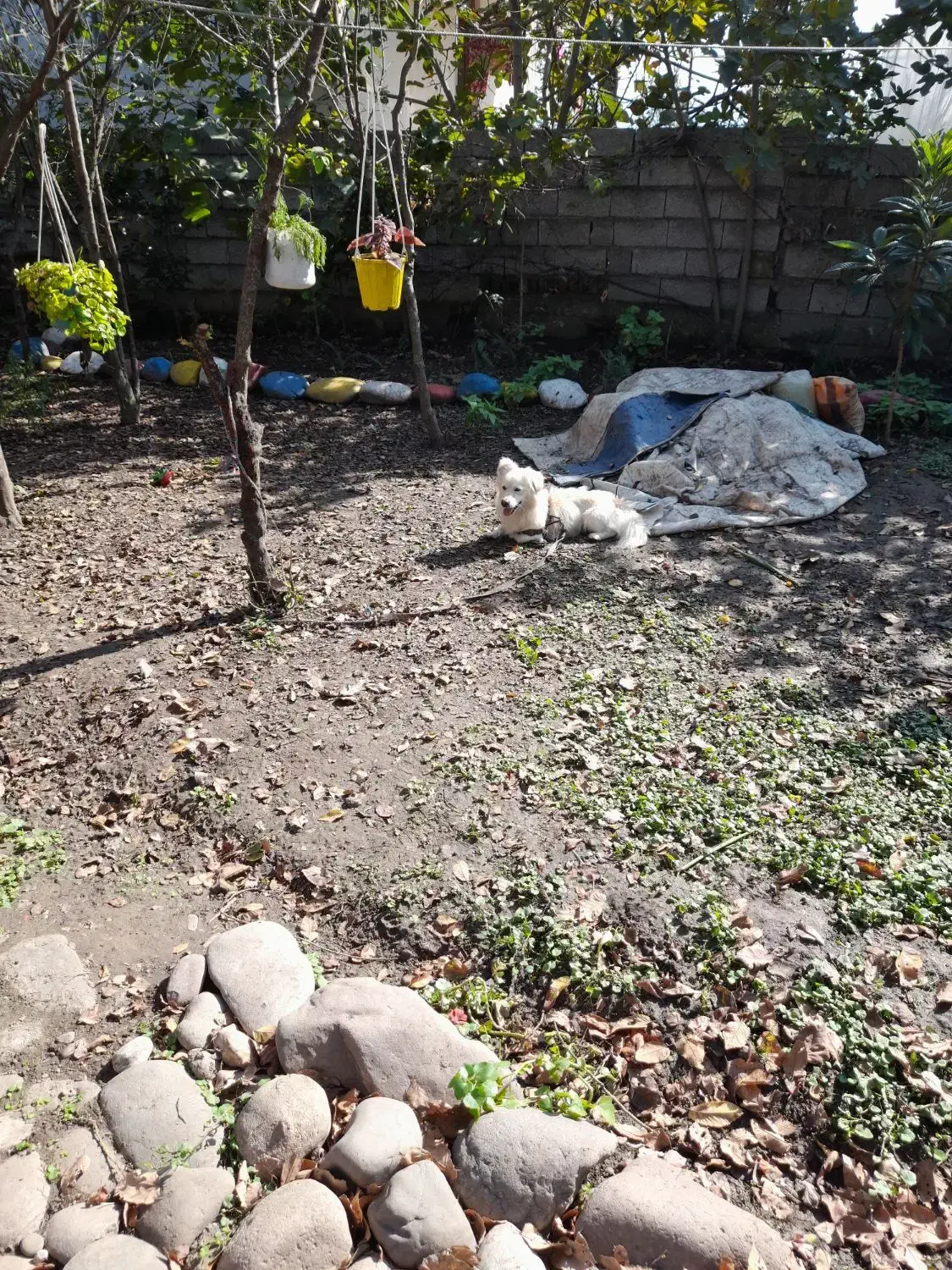 فروش و واگذاری سگ|سگ|سنگر, |دیوار