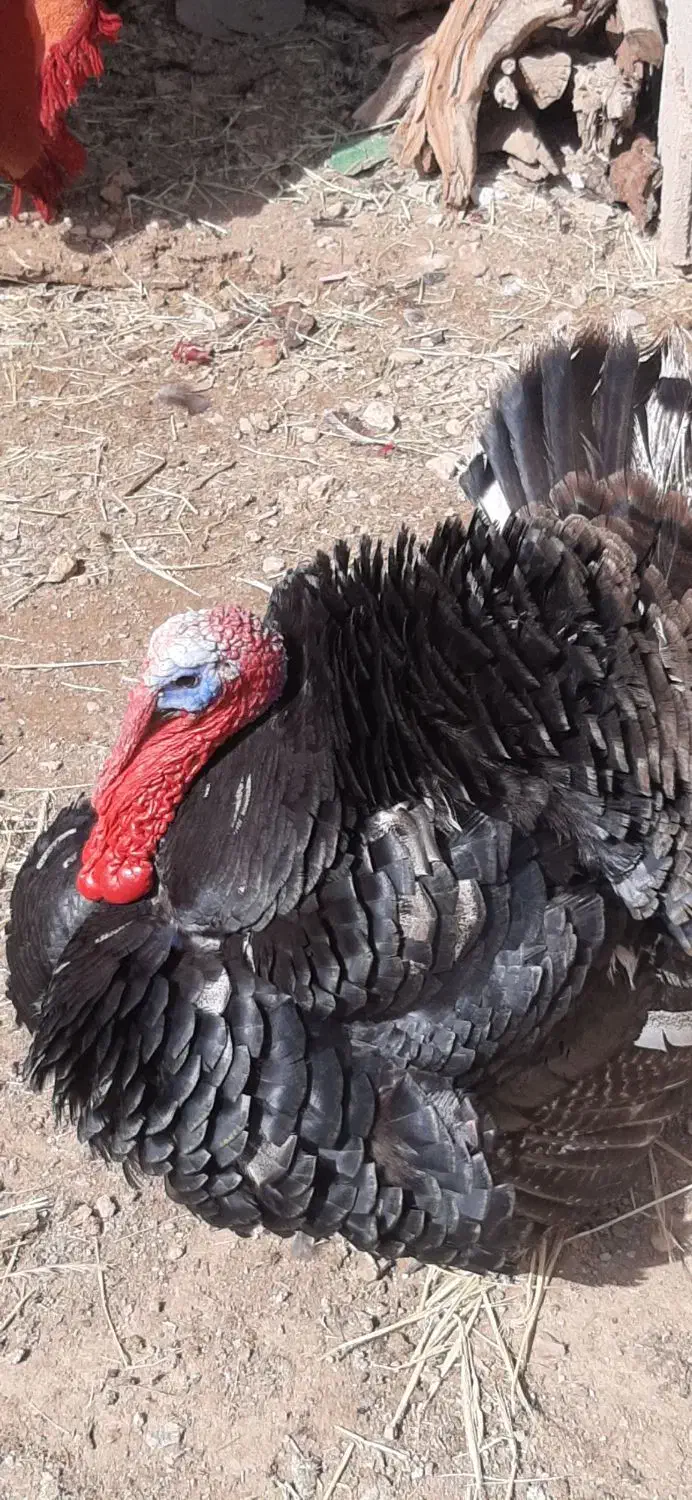 تعدادی بوقلمون بفروش میرسد|حیوانات مزرعه|کوار, |دیوار