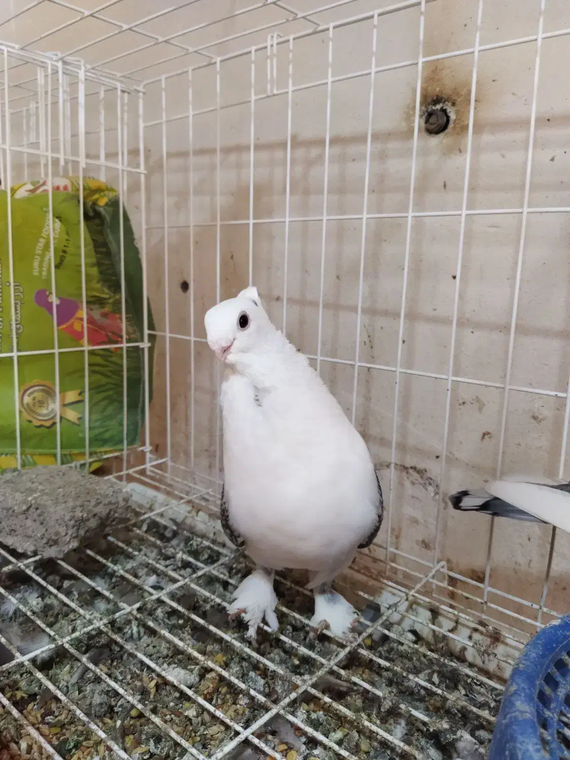 تعدادی کبوتر فروشی|پرنده|بندرعباس, |دیوار