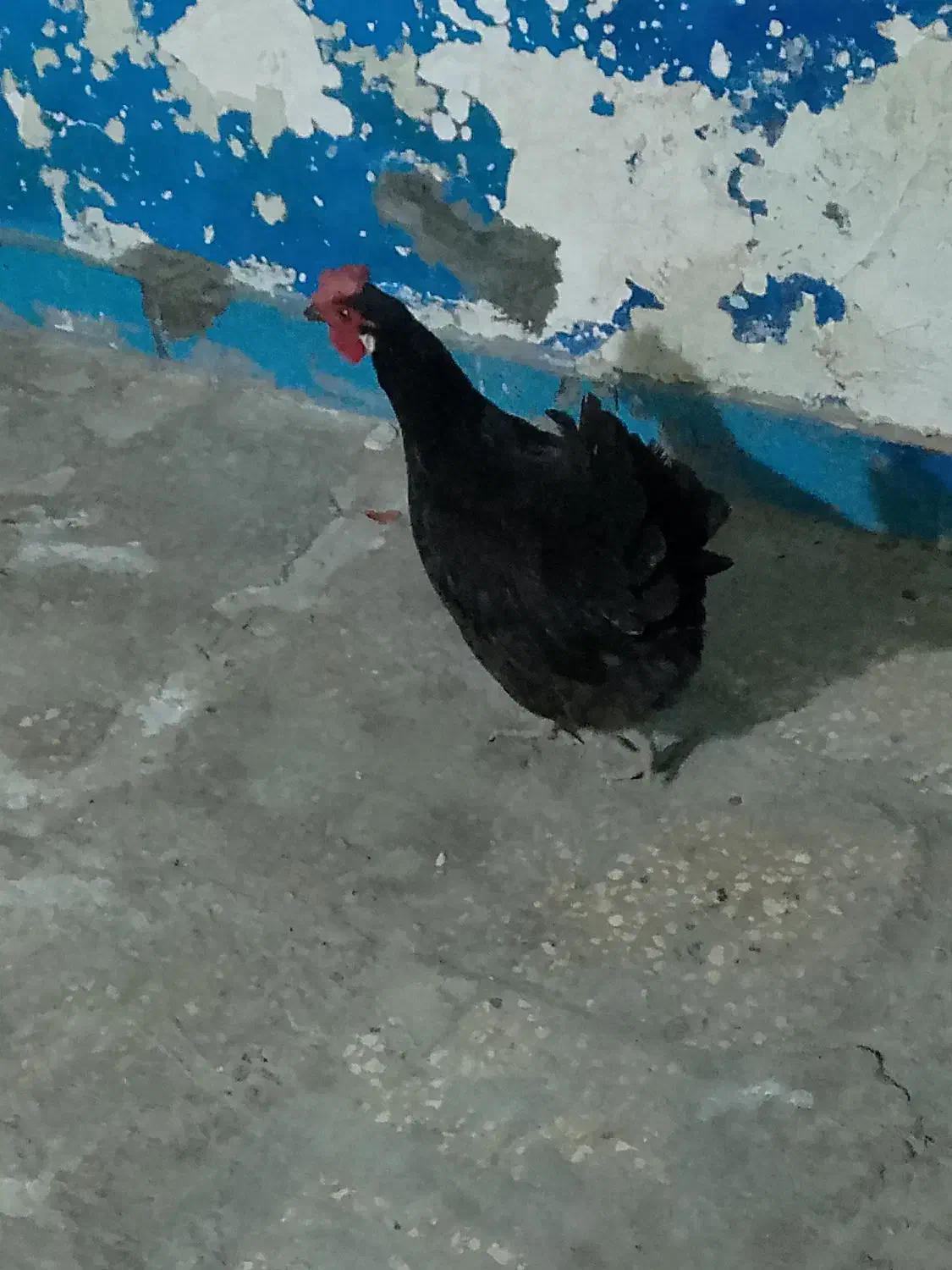 اهواز کوت عبدالله|حیوانات مزرعه|کارون, |دیوار