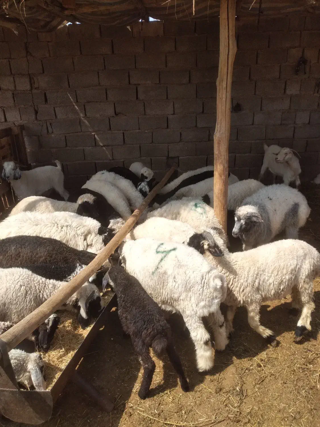 برهمحلی|حیوانات مزرعه|سیرجان, |دیوار