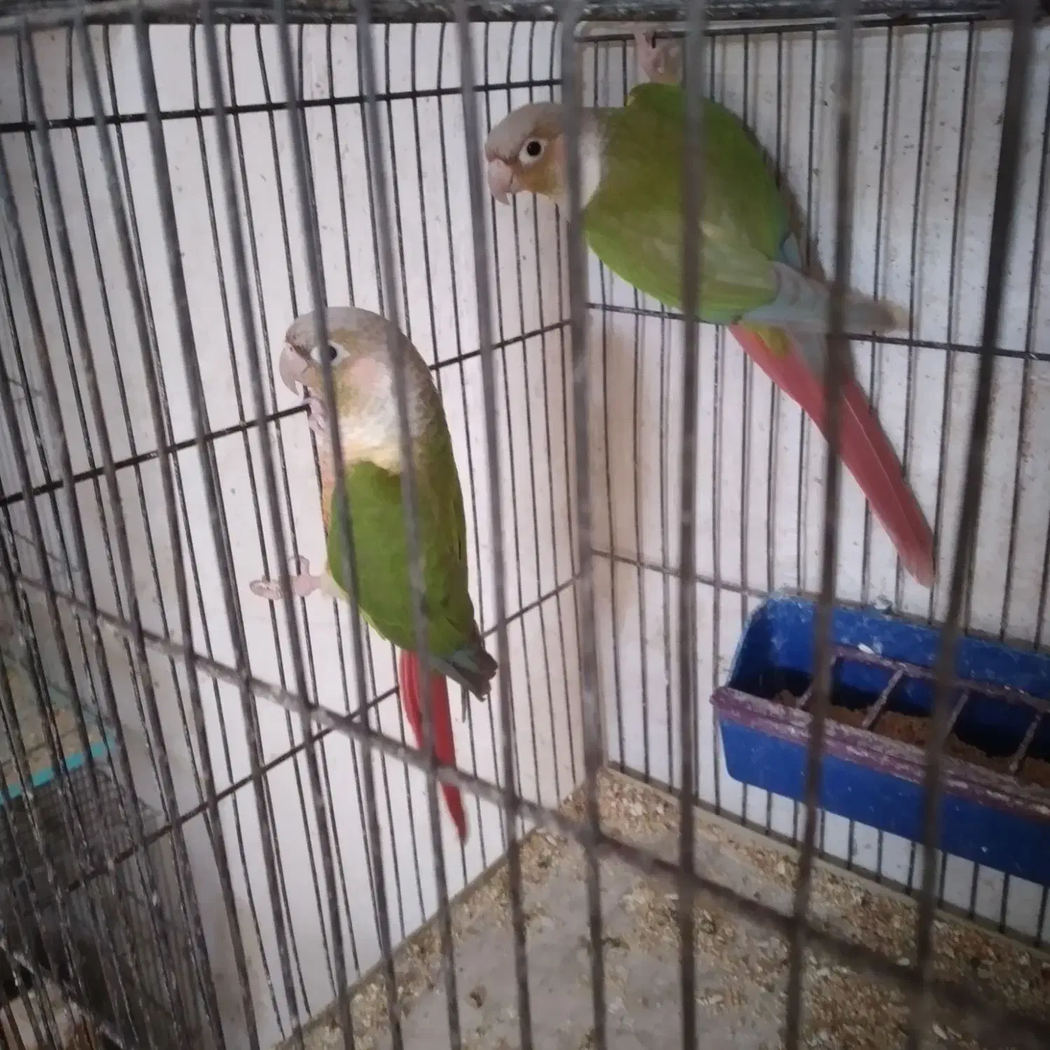 کوتوله مولدباجوجه .گریچیک مولدآماده|پرنده|آران و بیدگل, |دیوار