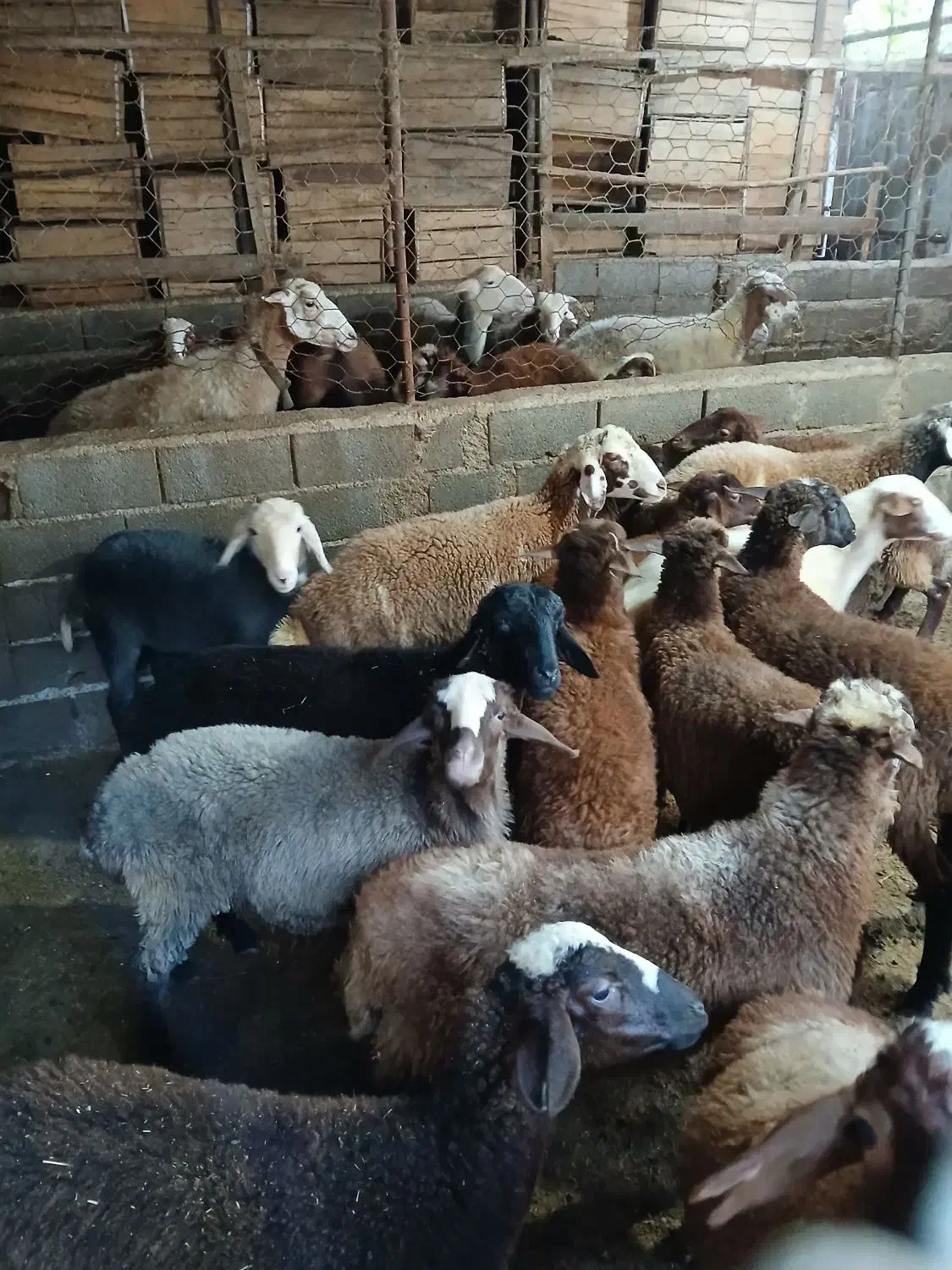 بره نیم گوشت پای پروار|حیوانات مزرعه|قائمشهر, |دیوار