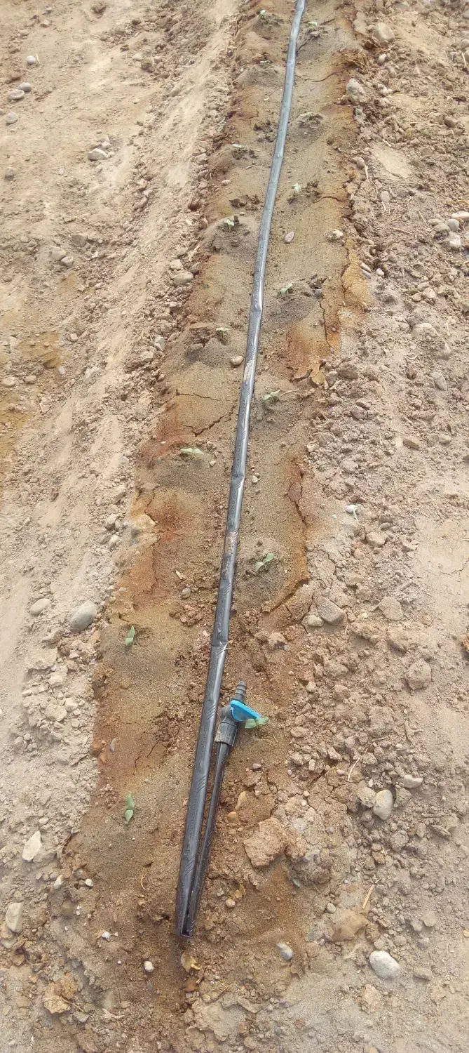 کودهای ۱۰۰درصد زیستی واُرگانیک|گل و گیاه طبیعی|جیرفت, |دیوار