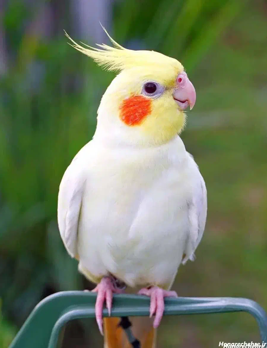 معاوضه با عروس هلندی|موش و خرگوش|زابل, |دیوار