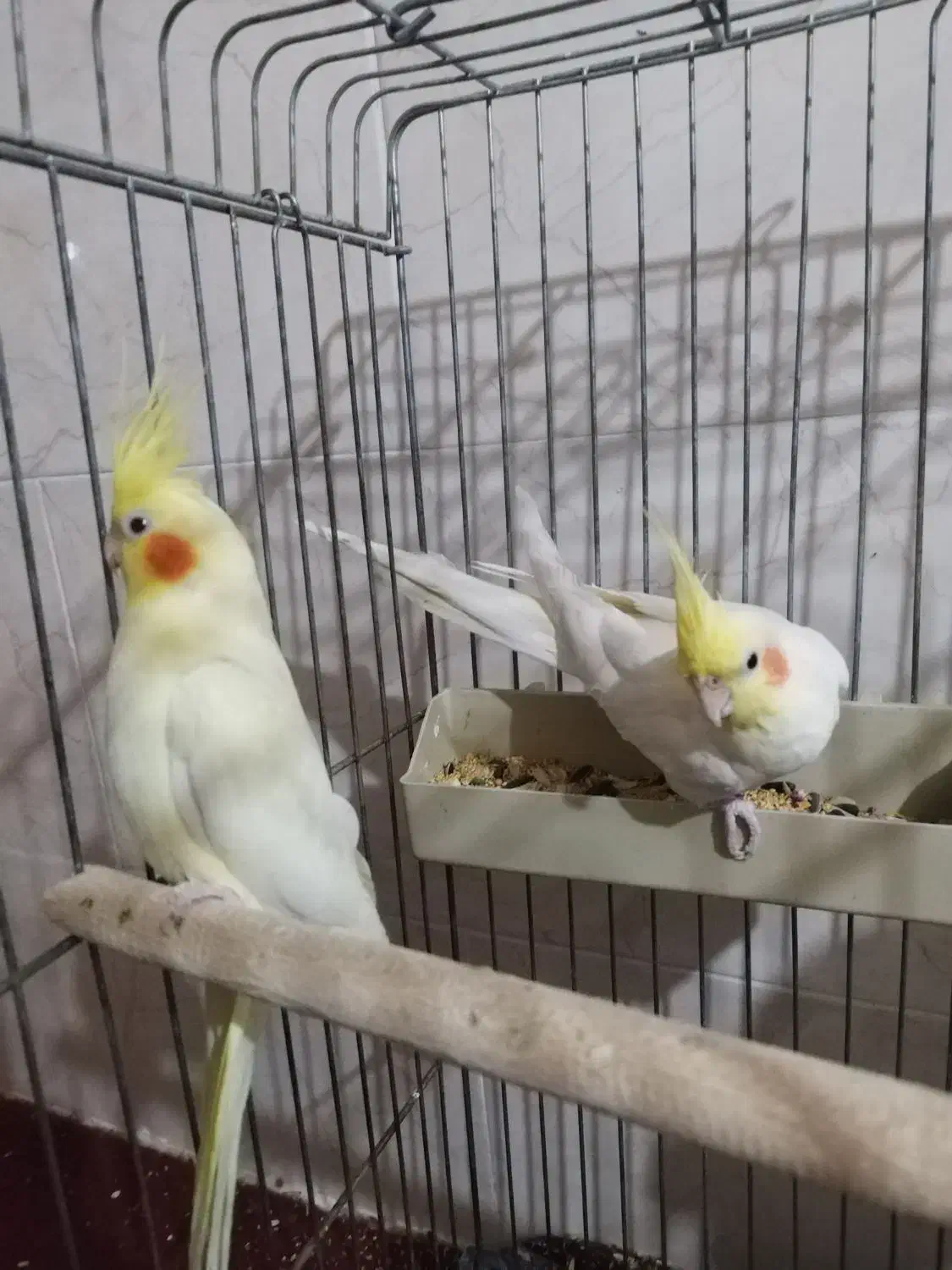 فروش عروس هلندی|پرنده|مهریز, |دیوار