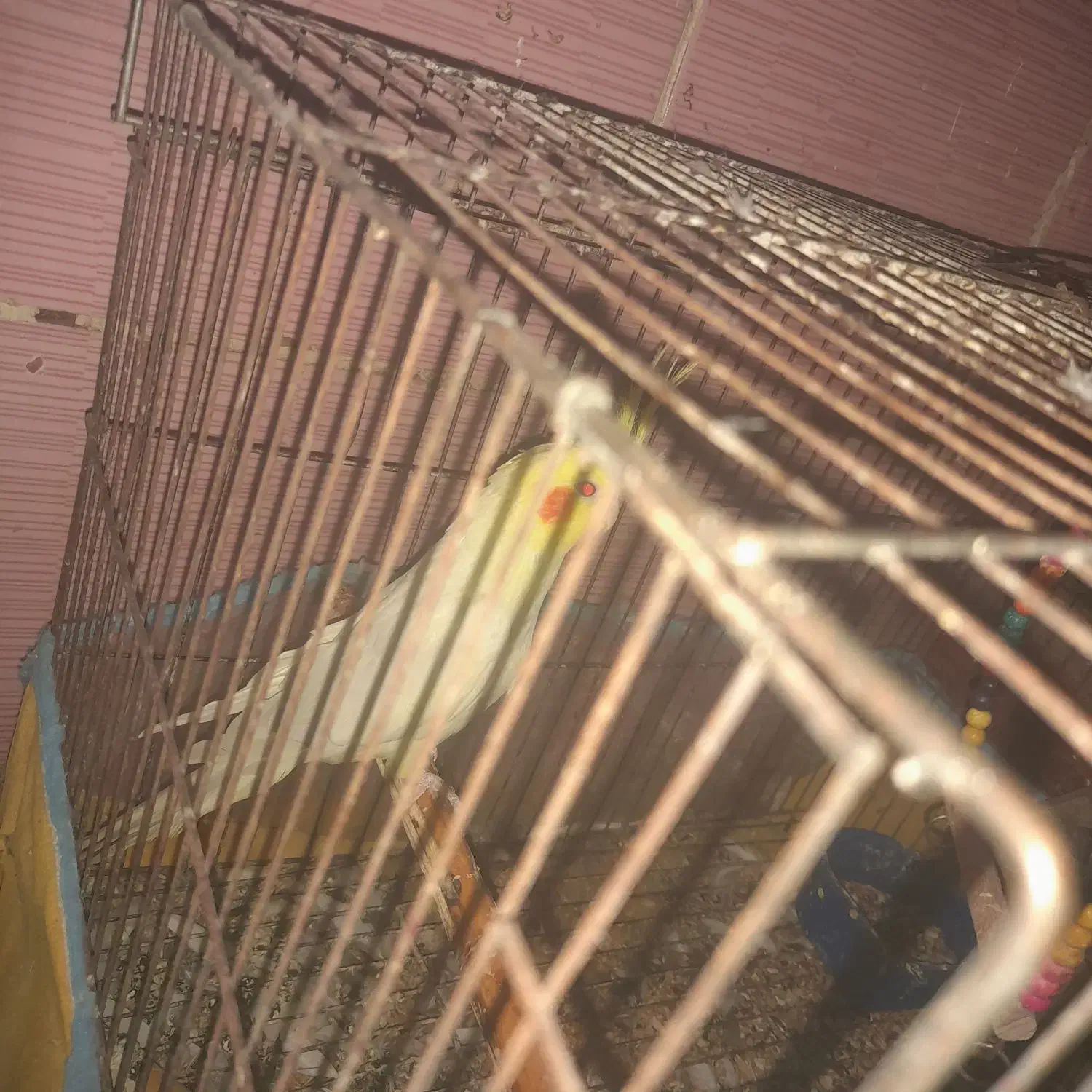 عروس هلندی نر|پرنده|بندر گناوه, |دیوار