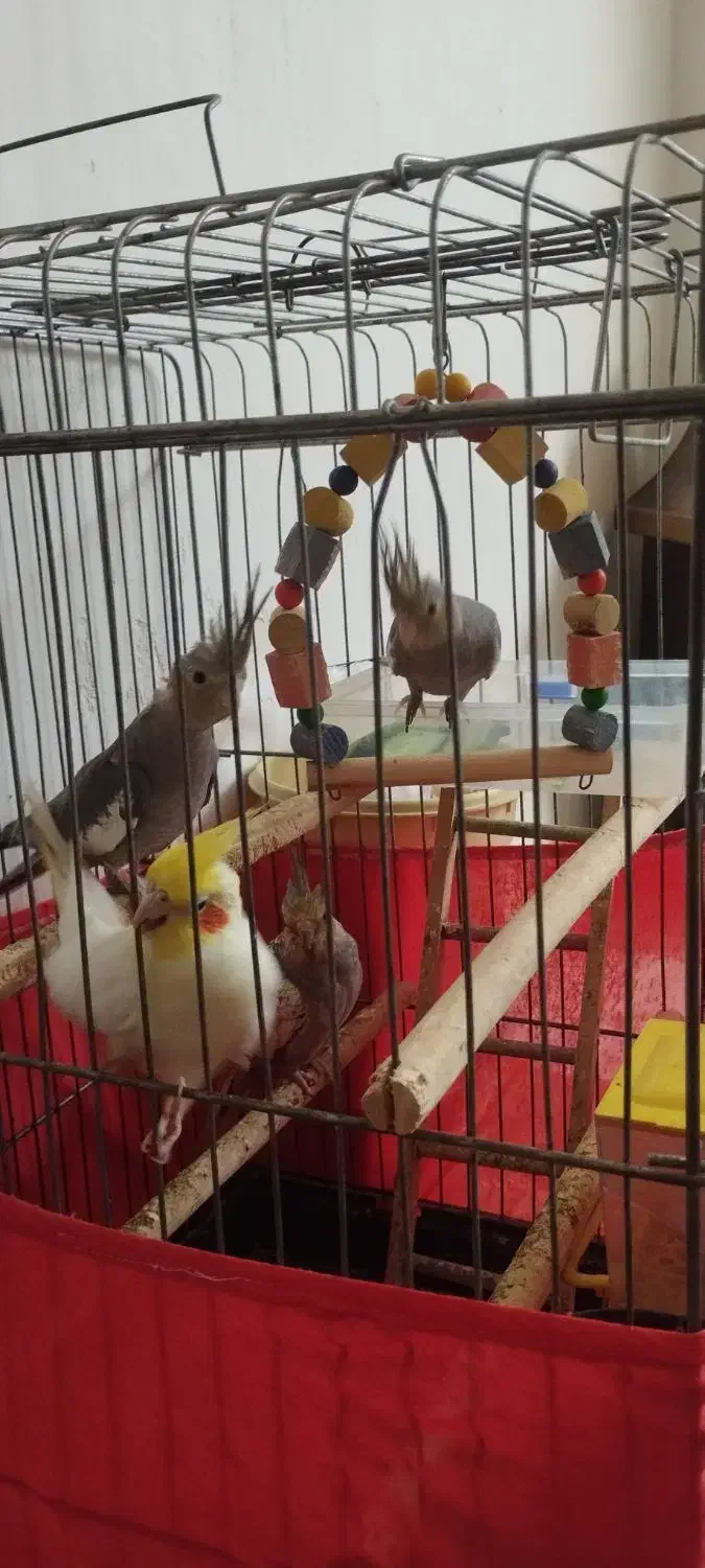 عروس هلندی|پرنده|اسلام‌شهر, مظفریه|دیوار