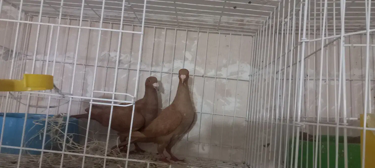 کبوتر|پرنده|مراغه, |دیوار