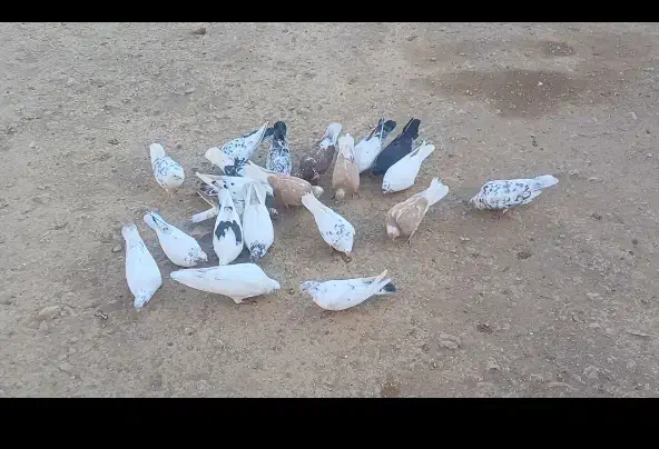 کبوتر پرشی|پرنده|ماکو, |دیوار